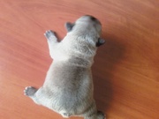 Продам щенка французского бульдога !