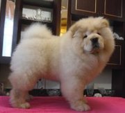 Продаютмся щенки чау-чау