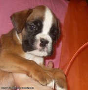 БОКСЕР щенки