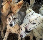 Питомник русско-европейские и западносибирские лайки