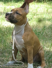 Высокопородные щенки ам.стаффа для семьи, выставок и спорта!