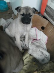 Чудо девочка ищет маму и папу