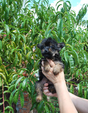 йоркширский терьер , щенок