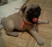 прекрасные щенки породы мопс