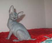 Котята донского сфинкса!