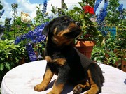 Продам щенки ротвейлера, родились 28.04.2015