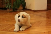 Щенки Среднеазиатской овчарки ( АЛАБАЙ ) девочки